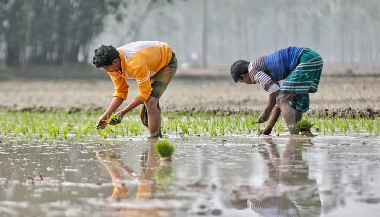 কেন্দ্রীয় ব্যাংকের ৩ হাজার কোটি টাকার নতুন প্রণোদনা ঘোষণা কৃষকের জন্য